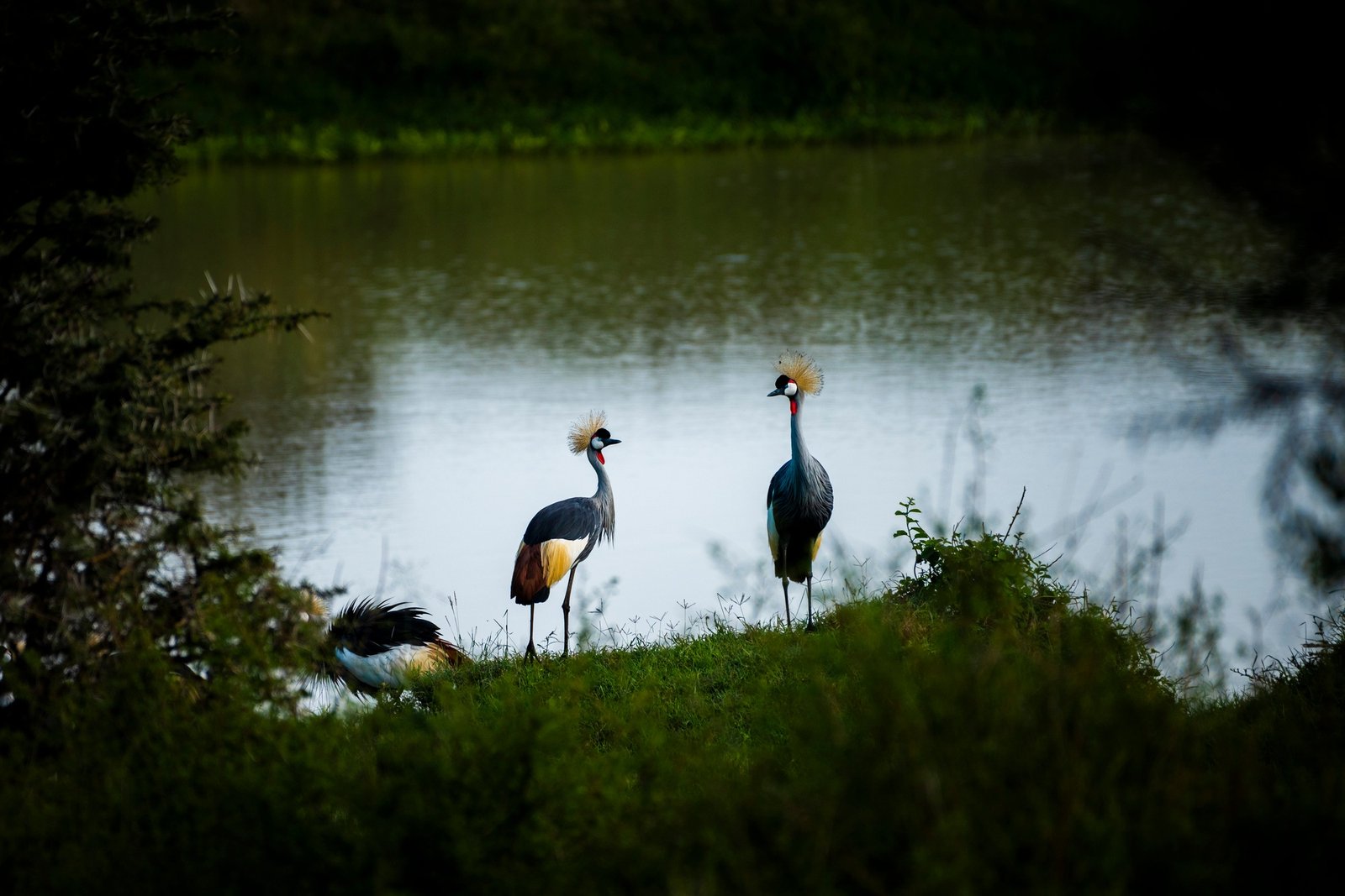 Benson Safaris | Grey Crowned Crane
