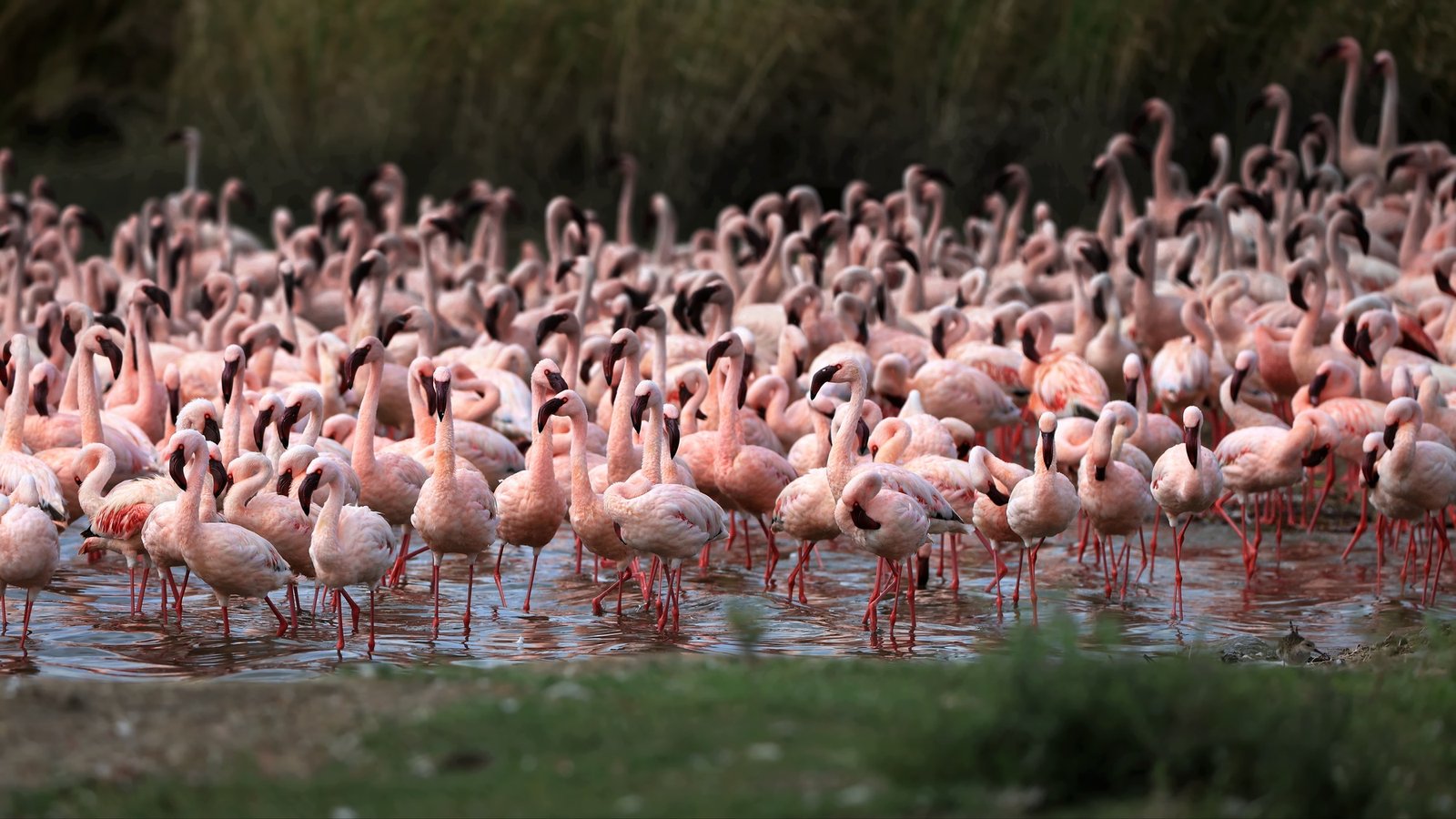 Benson Safaris | Group of pink flamingos in a pond in Tanzania