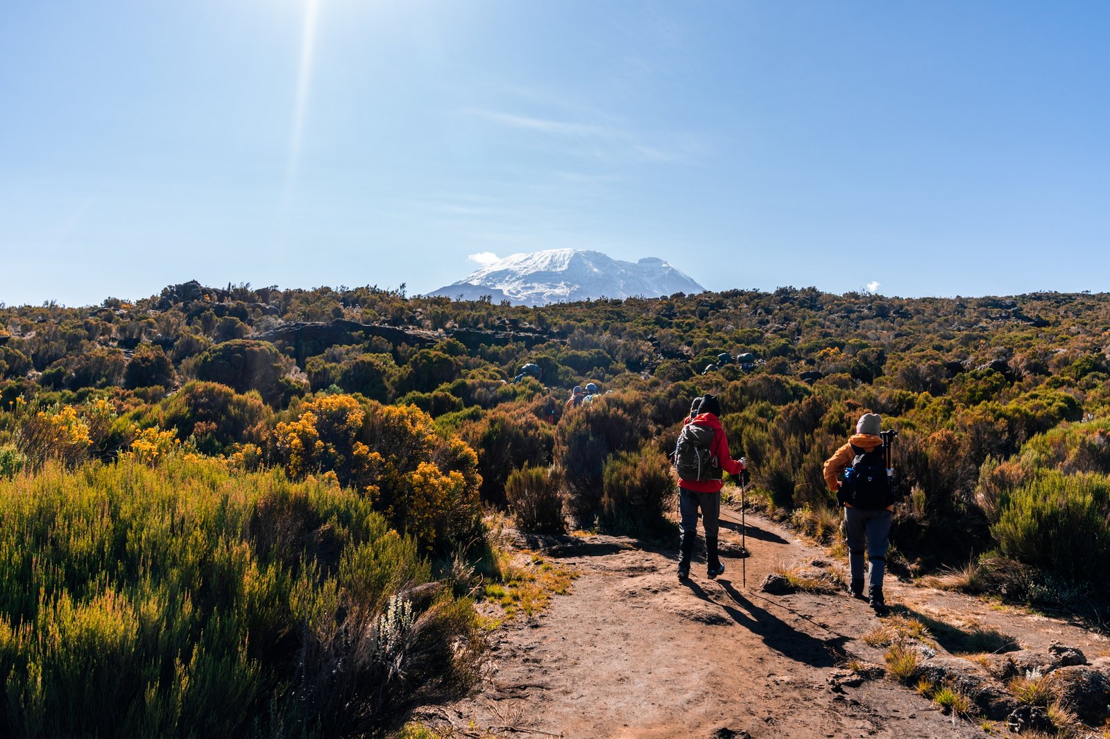 Benson Safaris | Group of trekkers hiking in Kilimanjaro