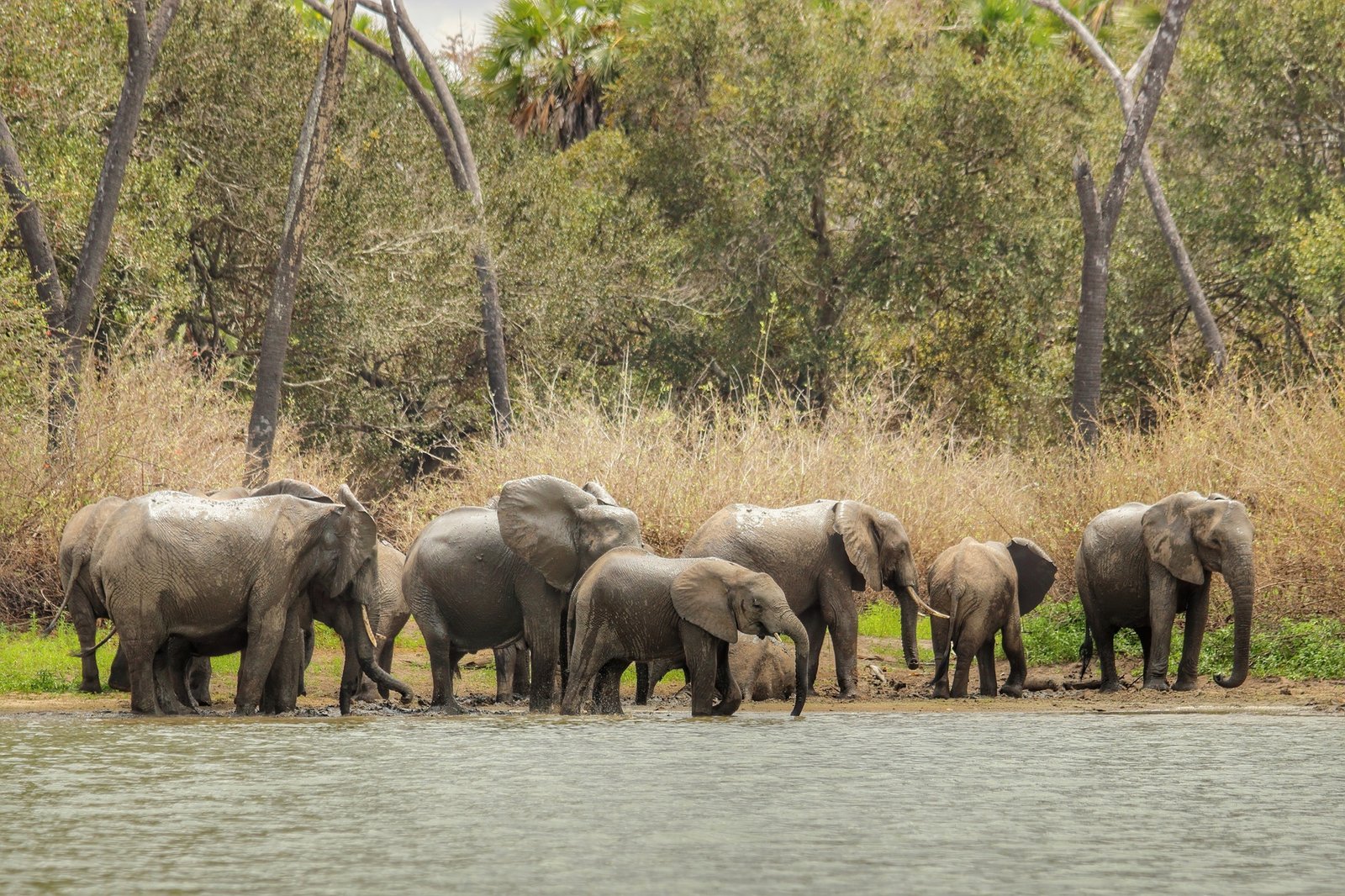 Benson Safaris | Herd of elephants in the safari of Tanzania, Selous Game Reserve