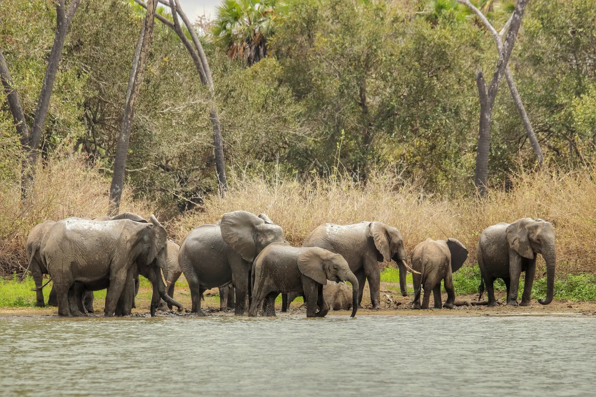 Benson Safaris | Herd of elephants in the safari of Tanzania, Selous Game Reserve