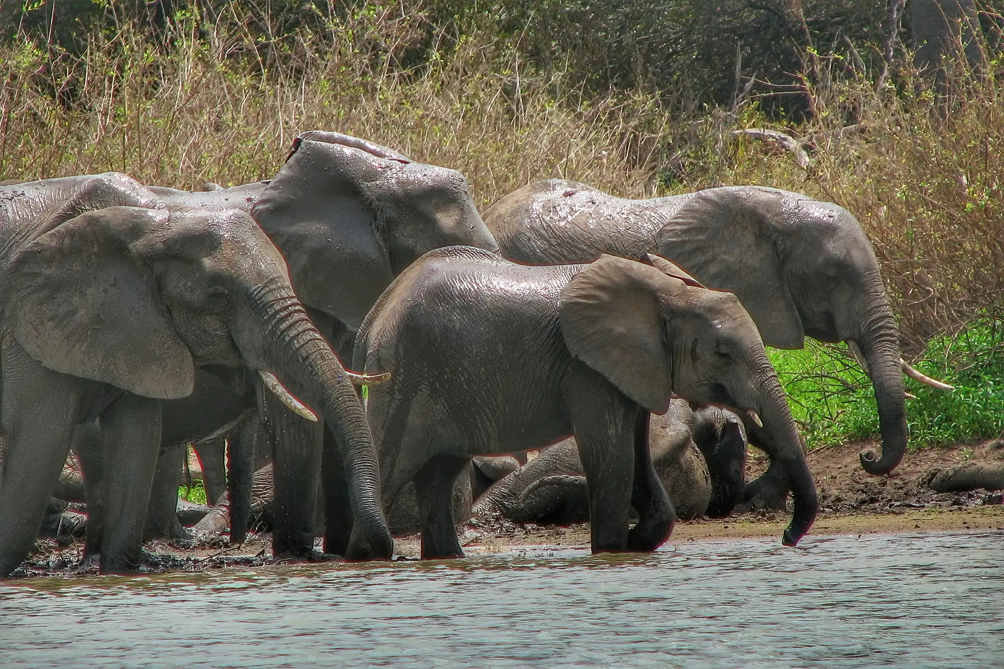 herd-of-elephants-in-the-safari-of-tanzania-selous-game-reserve