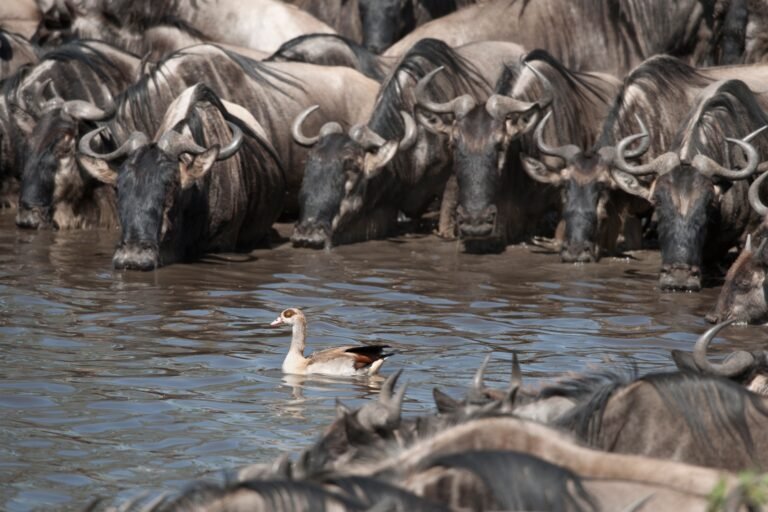 Benson Safaris | Herds of wildebeest and bird at the Serengeti National Park, Tanzania, Africa