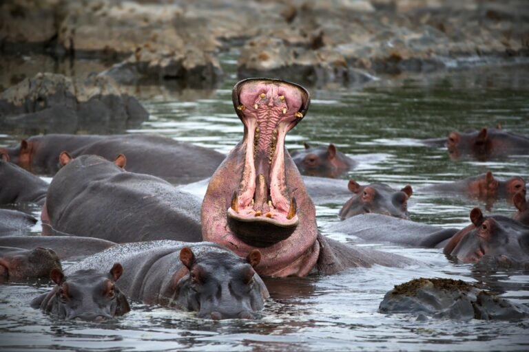 Benson Safaris | Hippo growling in a pond surrounded by hippos in Tanzania