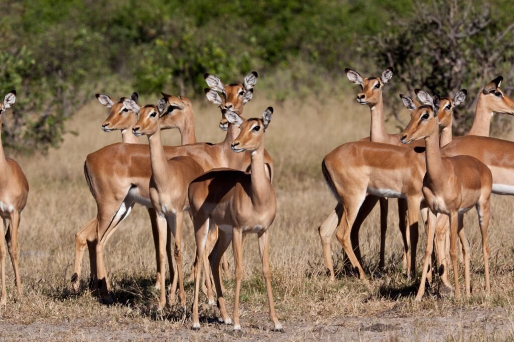 Benson Safaris | Impala Antelopes