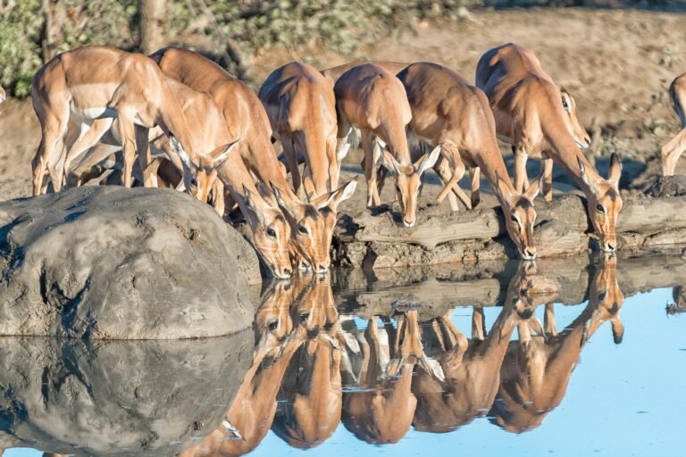 Benson Safaris | Impala ewes and young rams drinking water