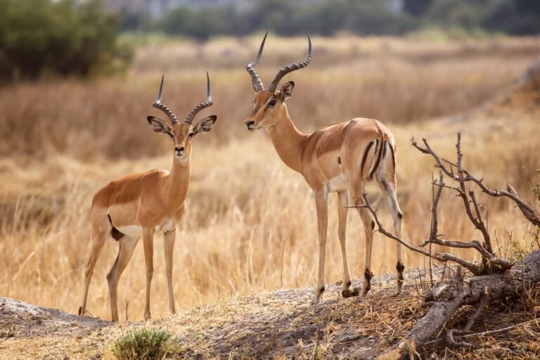 Benson Safaris | Impala