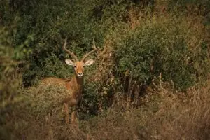 Exploring Tanzania Parks