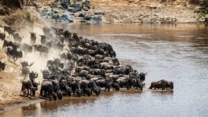 Benson Safaris | Leader of Pack of Wildebeest Testing Waters