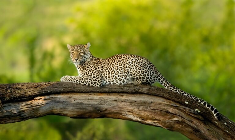 Benson Safaris | Leopard in the serengeti national reserve
