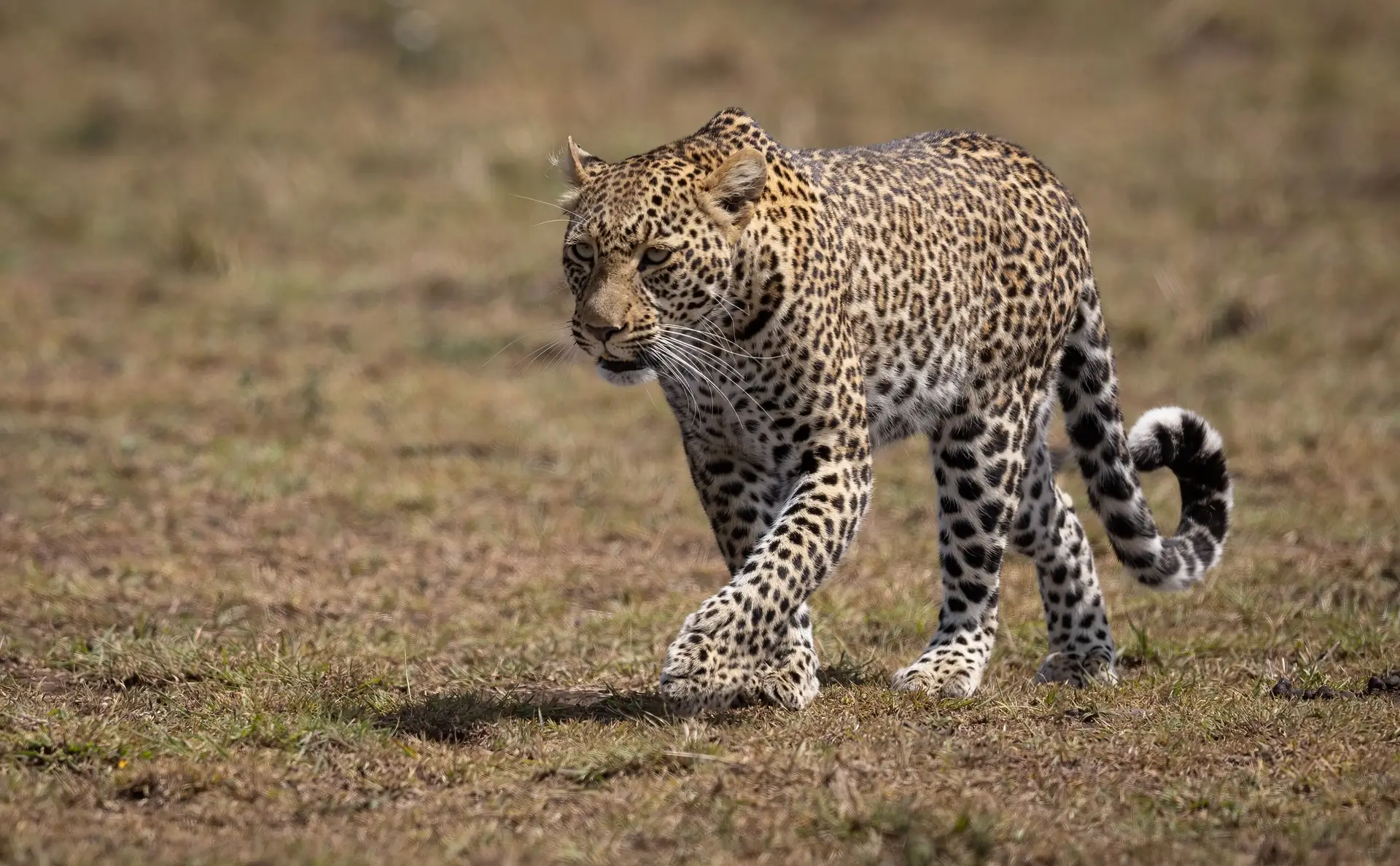 Leopard on Safari in Africa