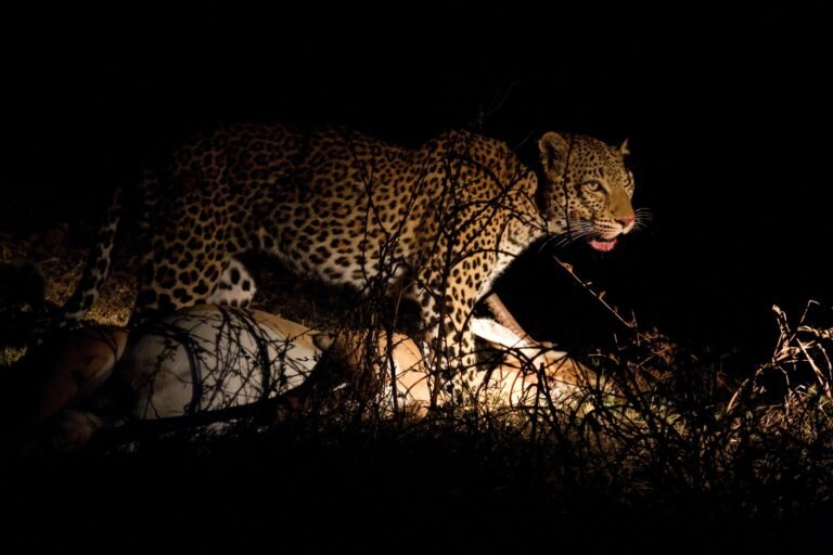 Benson Safaris | Leopard with fresh kill