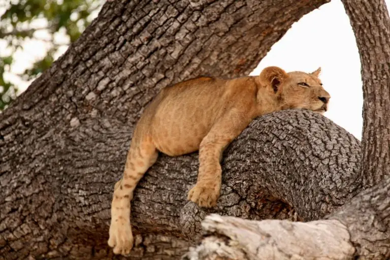 Benson Safaris | Lion (Panthera leo) cub sleeping in tree, Selous National Park, Tanzania, Africa
