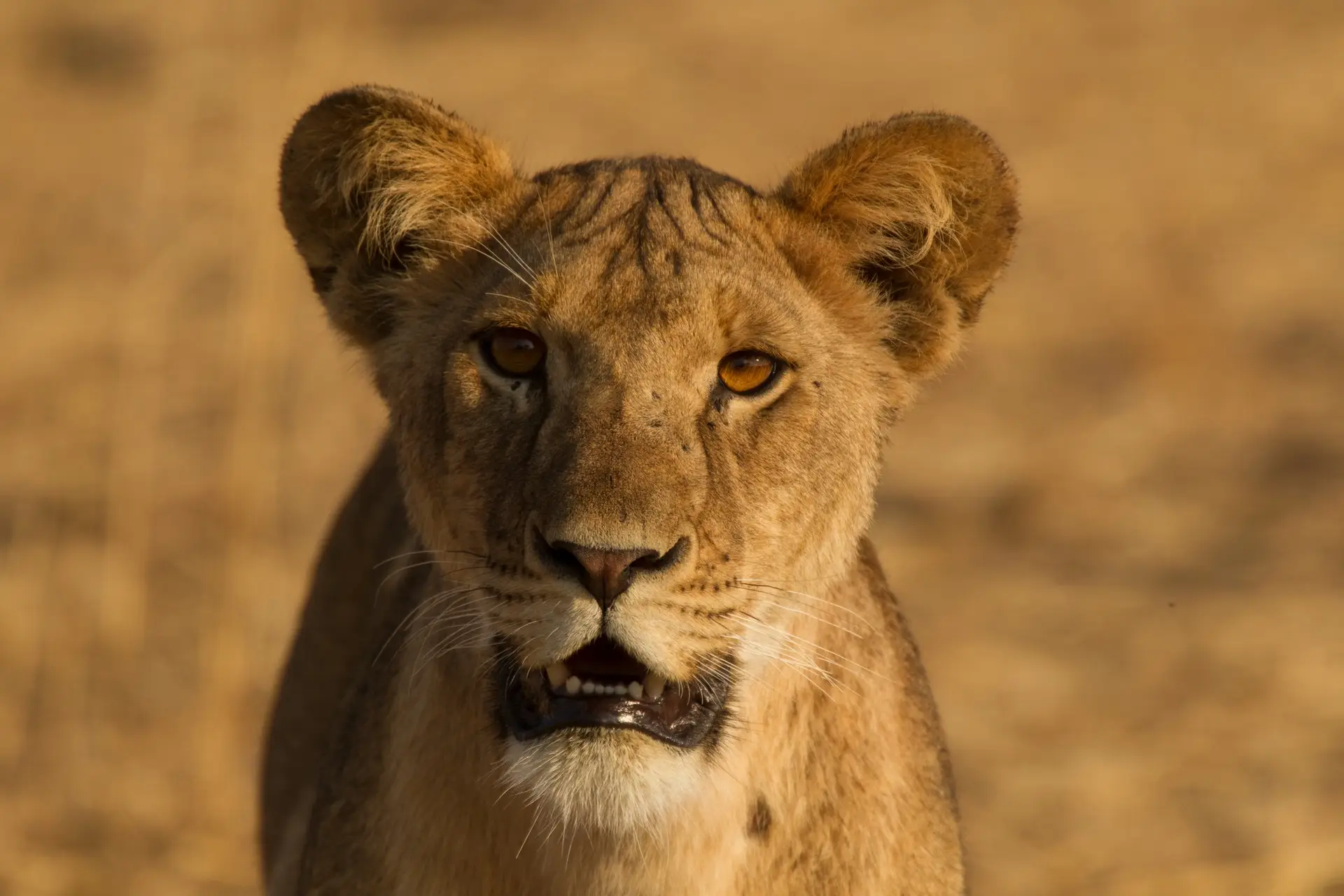 Tanzania Safari FAQs