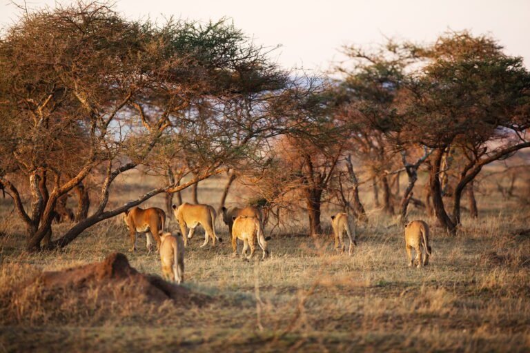 Benson Safaris | Lion pride in Serengeti