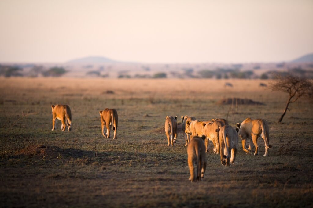 Benson Safaris | Lion pride in Serengeti National Park