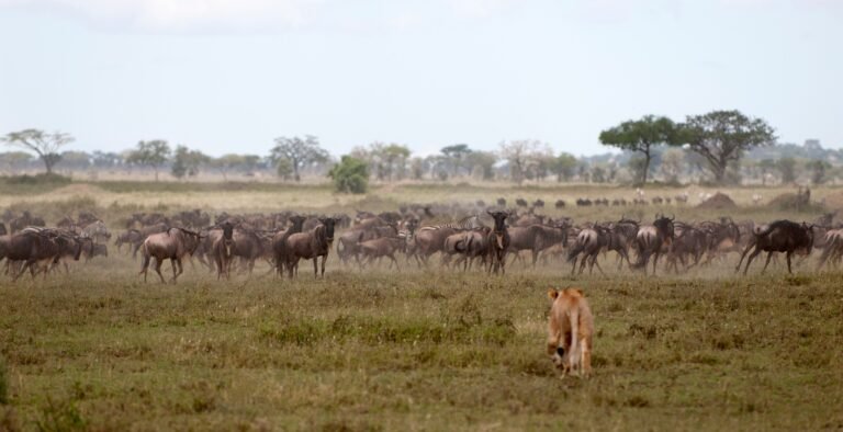 Benson Safaris | Lioness and herd of wildebeest at the Serengeti National Park, Tanzania, Africa