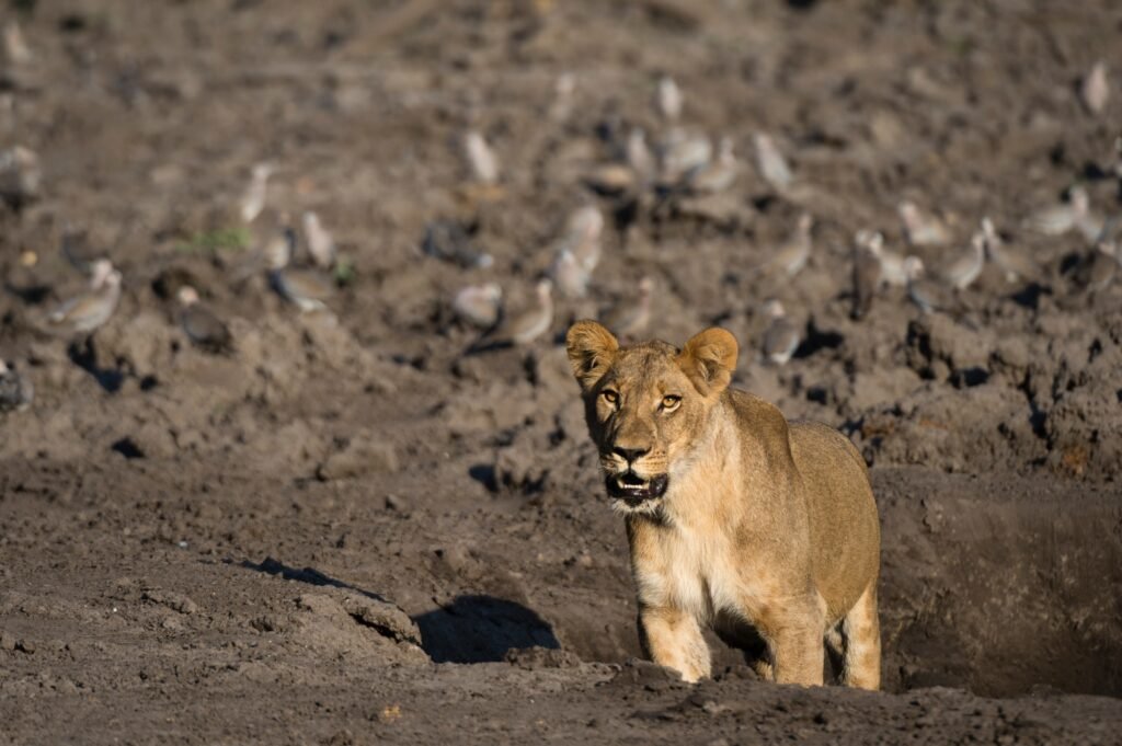 Benson Safaris | Lioness surveying the savannah surrounded by birds