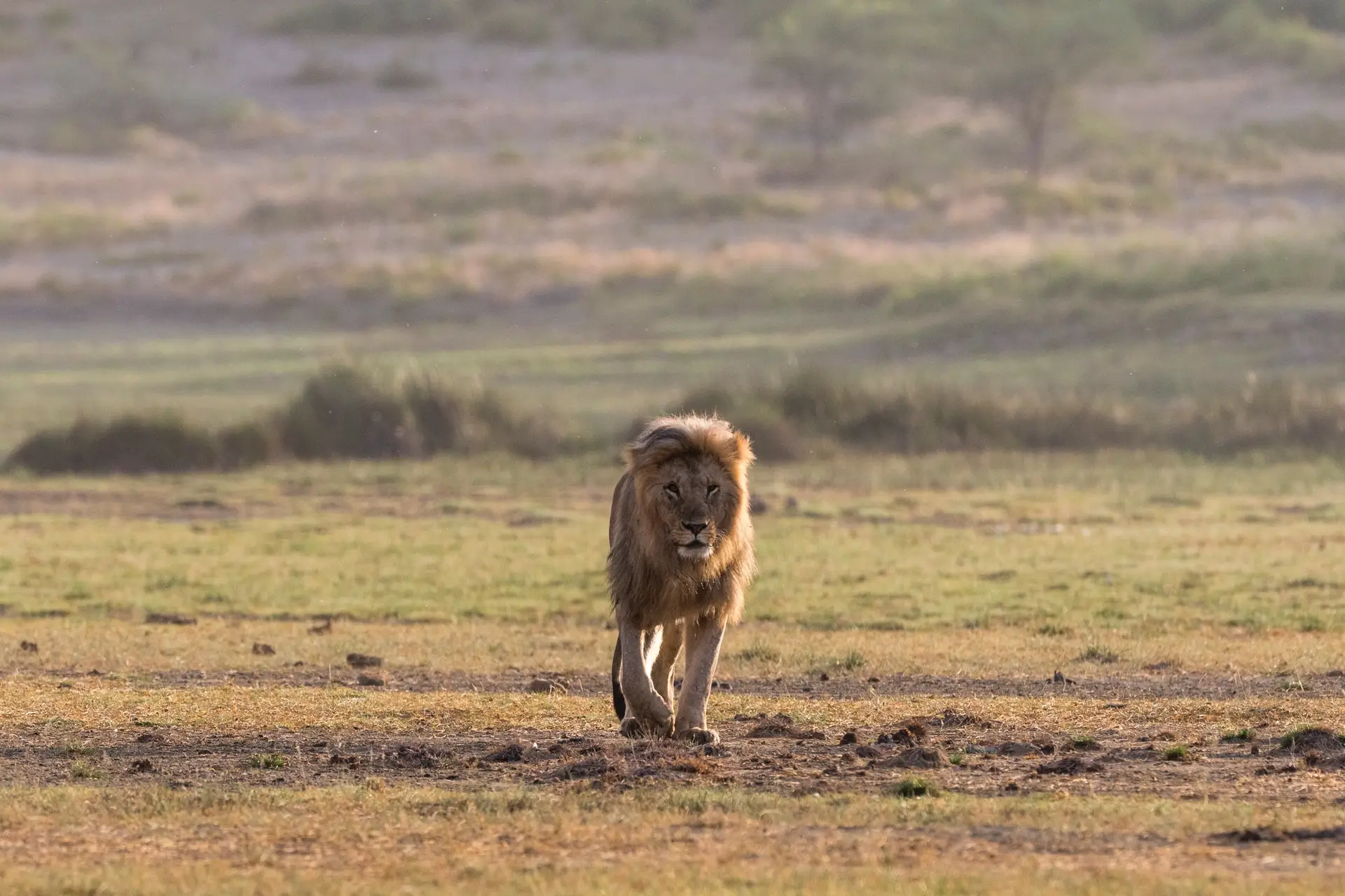 Benson Safaris | Male lion (Panthera leo), Ndutu, Ngorongoro Conservation Area, Serengeti, Tanzania