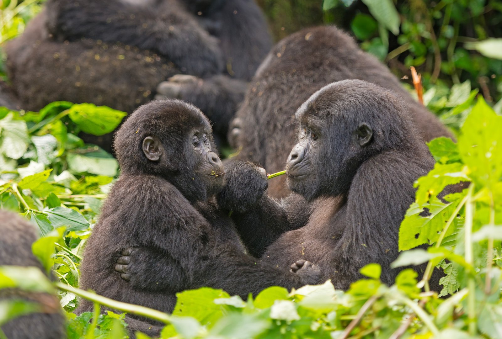 Benson Safaris | Mom and Baby Gorilla Feeding in the Forest