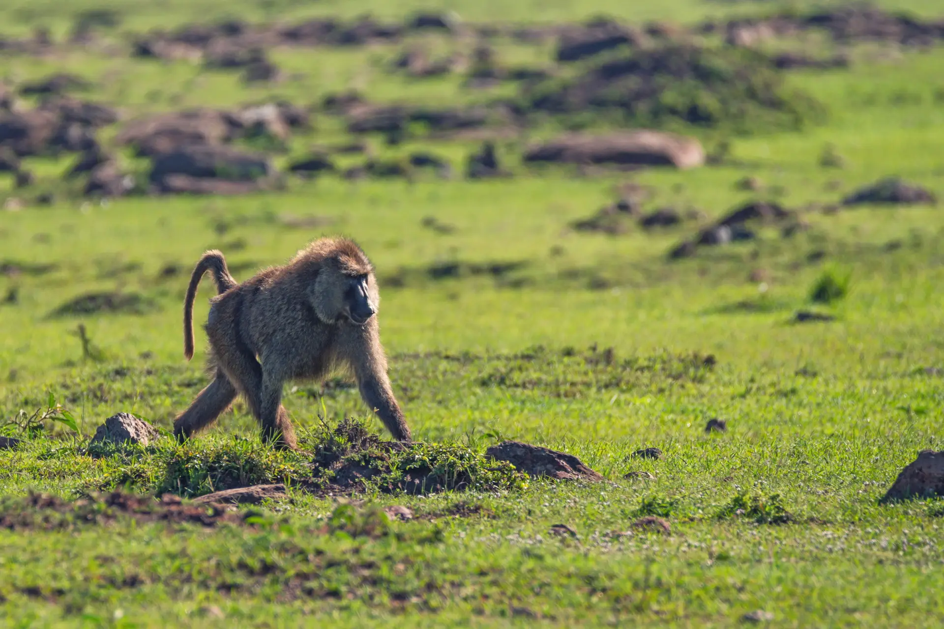 Tanzania Safari FAQs