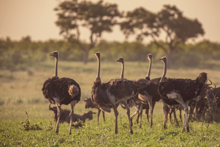 Benson Safaris | Ostrich herd on savanna plain