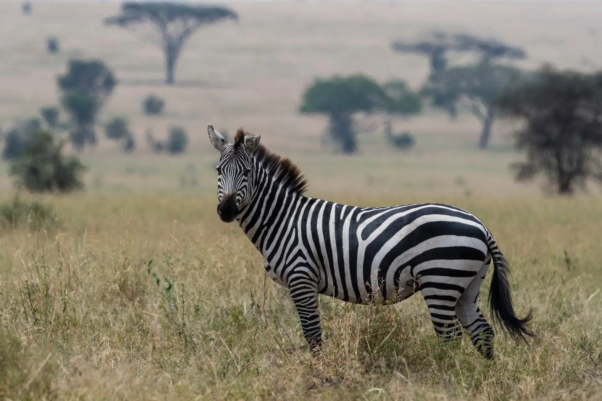Benson Safaris | Plains zebra (Equus quagga), Seronera, Serengeti National Park, Tanzania