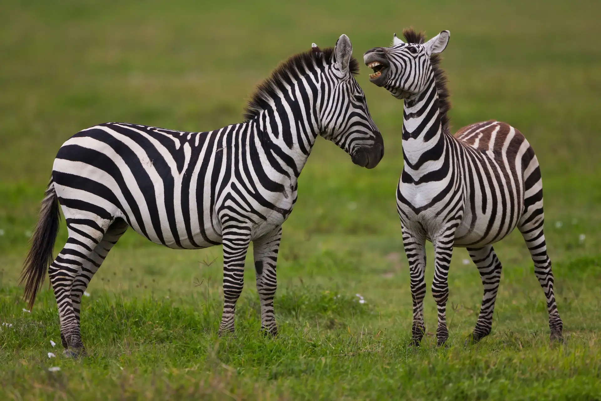 Best Honeymoon Safari Destination