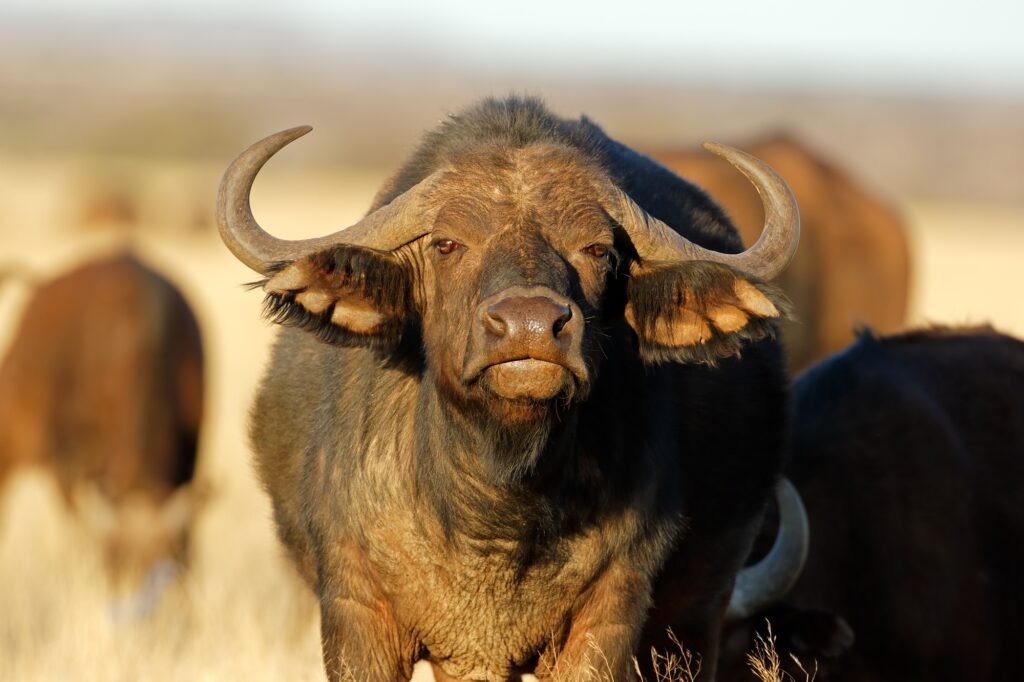 Benson Safaris | Portrait of an African buffalo