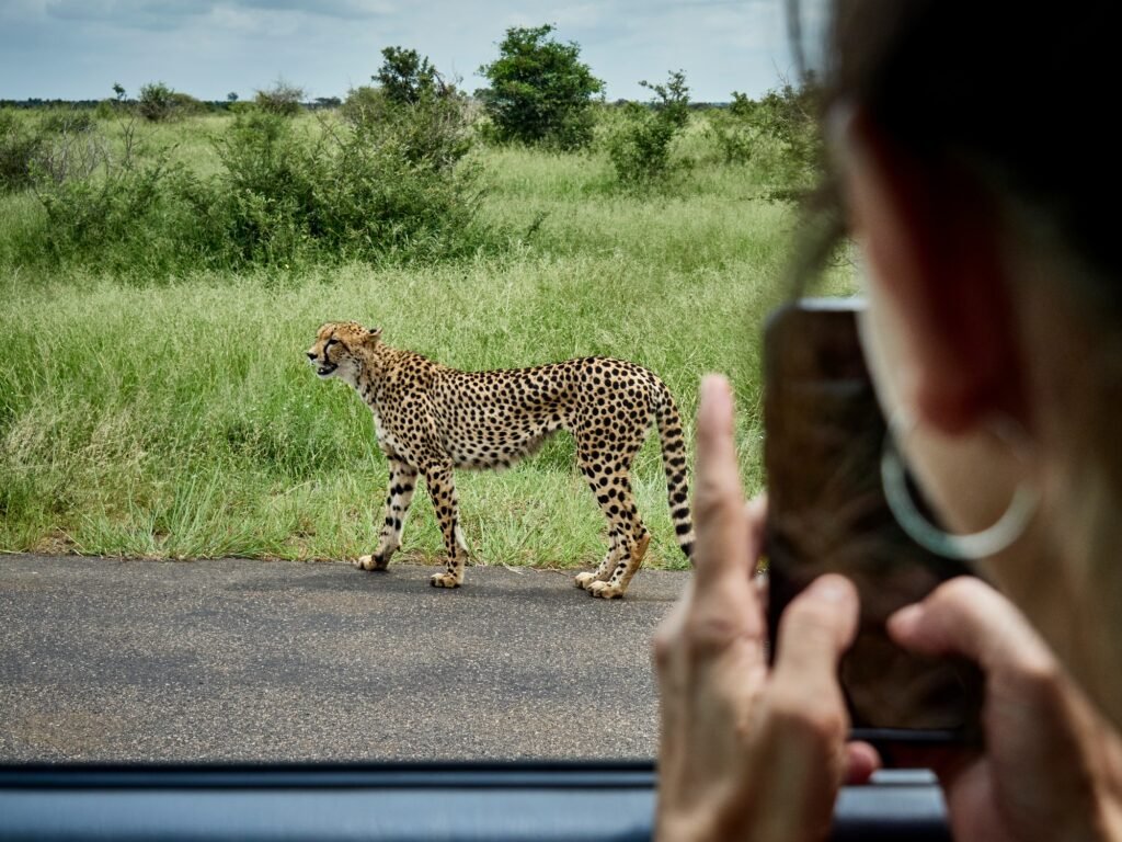 Benson Safaris | Cheetah in safari