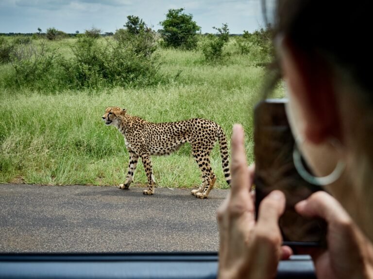 Benson Safaris | Cheetah in safari