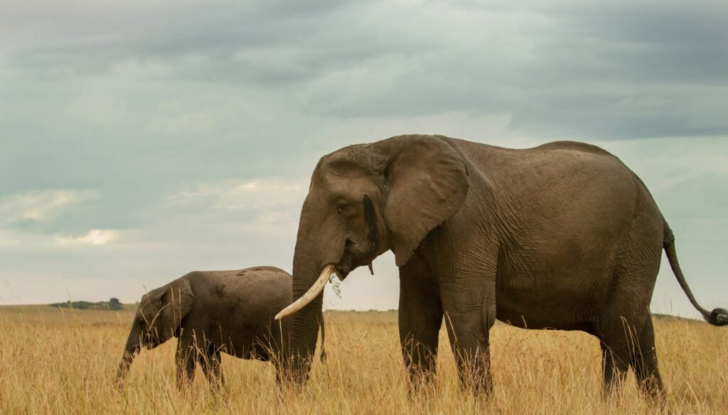 Benson Safaris | Tanzania Wildlife