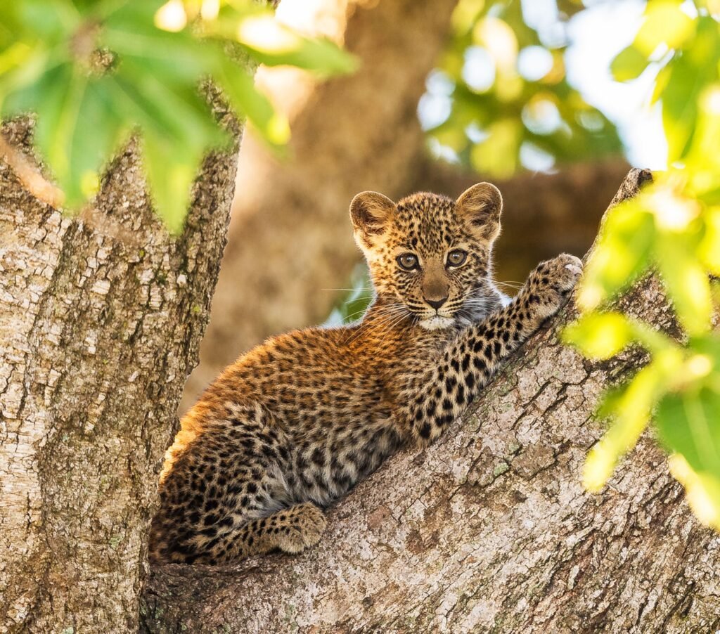 Benson Safaris | Tanzania Wildlife pictures