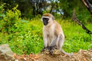 Benson Safaris | Vervet monkey in Lake Manyara National Park, Tanzania