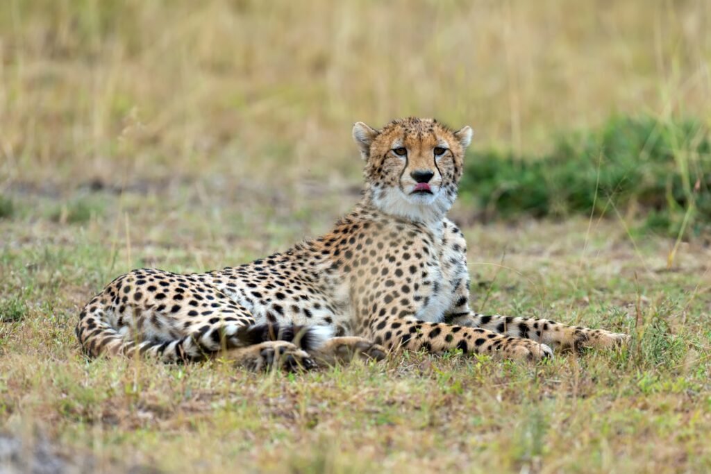 Benson Safaris | Wild african cheetah