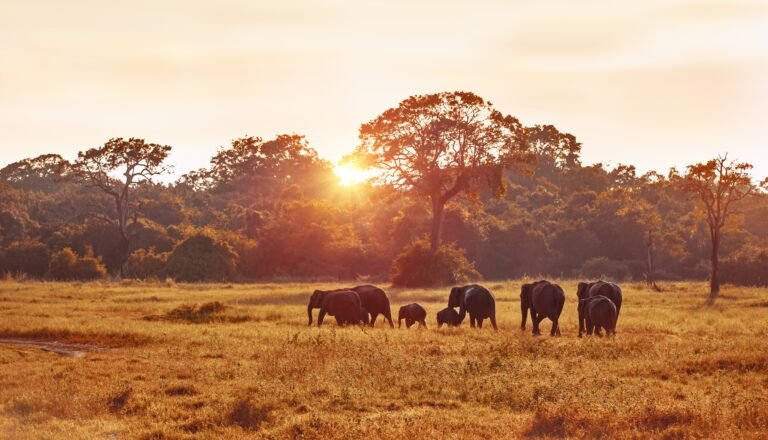 Benson Safaris | Wild elephants spotted during Safari