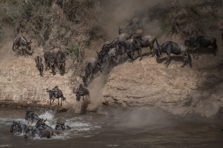 Benson Safaris | Wildebeest on yearly migration launching across Mara River, Southern Kenya