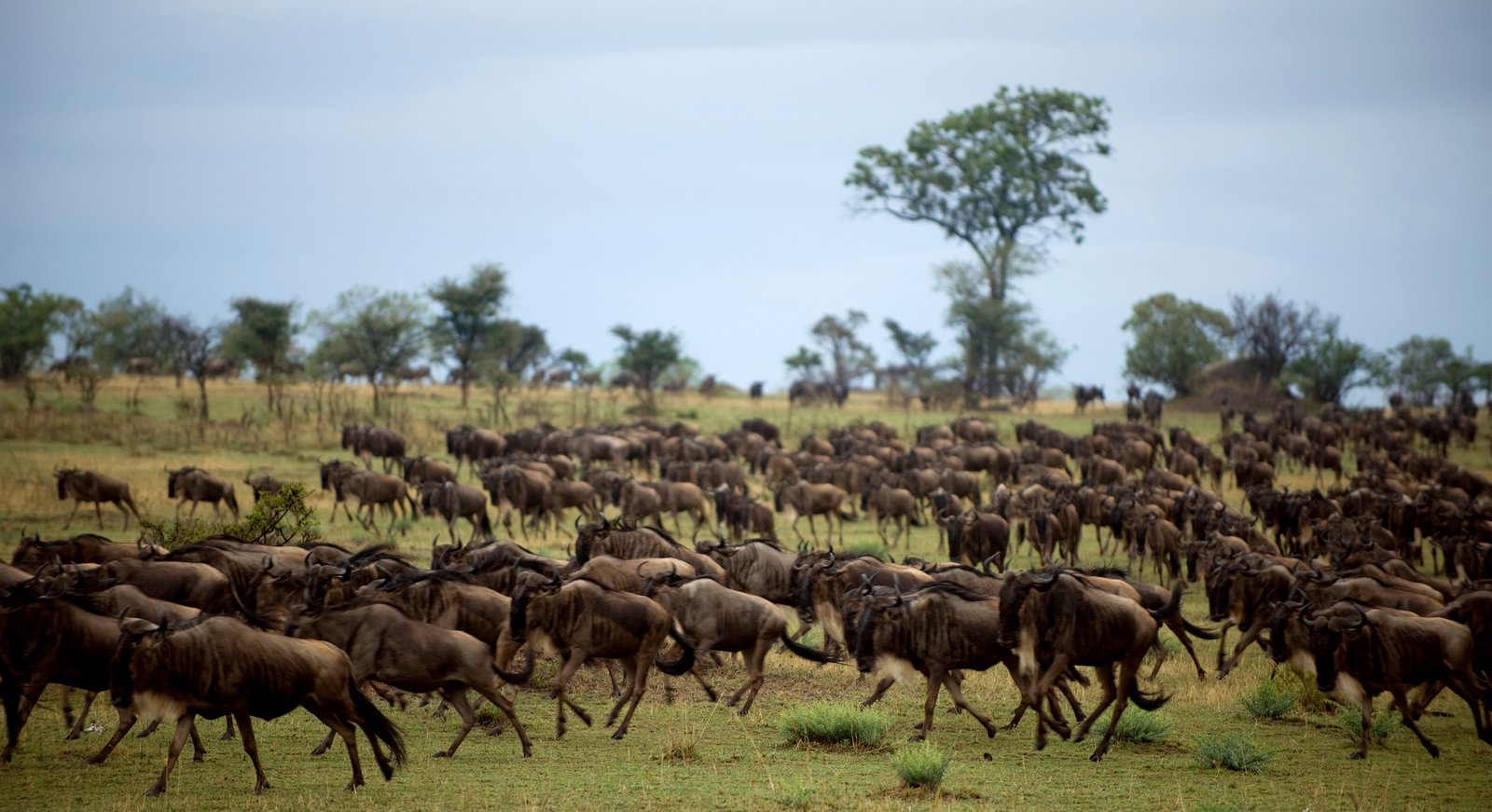 Benson Safaris | Wildebeest running, Serengeti National Park, Serengeti, Tanzania, Africa