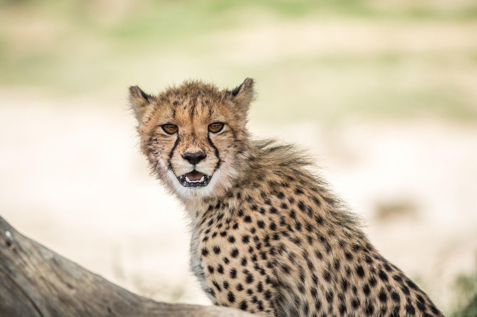 Benson Safaris | Young Cheetah standing in the Kalagadi.