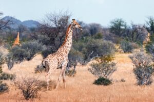 Benson Safaris | Young giraffe walking in african bush
