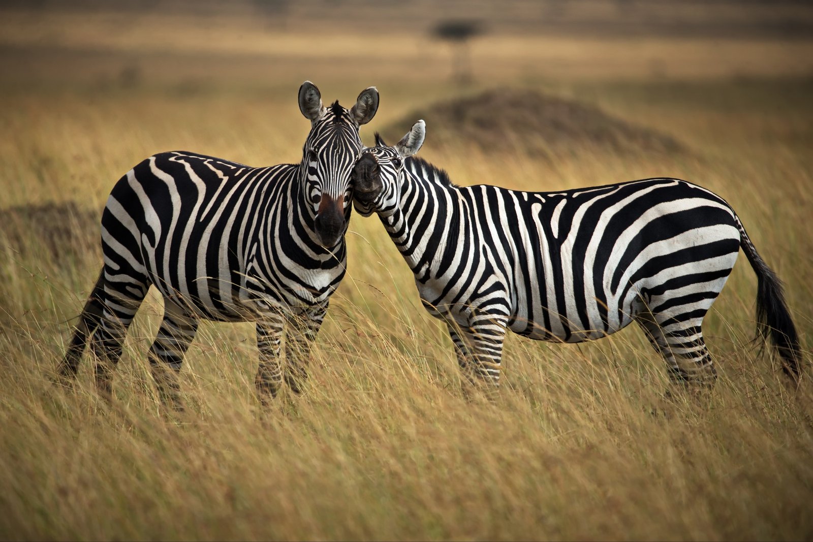 Benson Safaris | Zebras in a safari