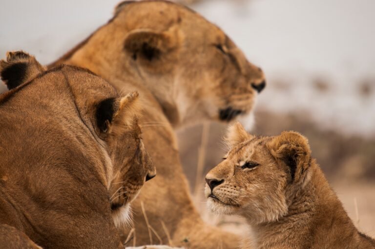 Kenya Safaris - Alert lion cub and lionesses, Masai Mara, Kenya