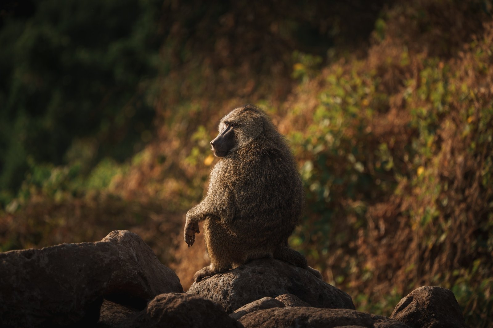 Baboon sitting on rocks in lake manyara national park