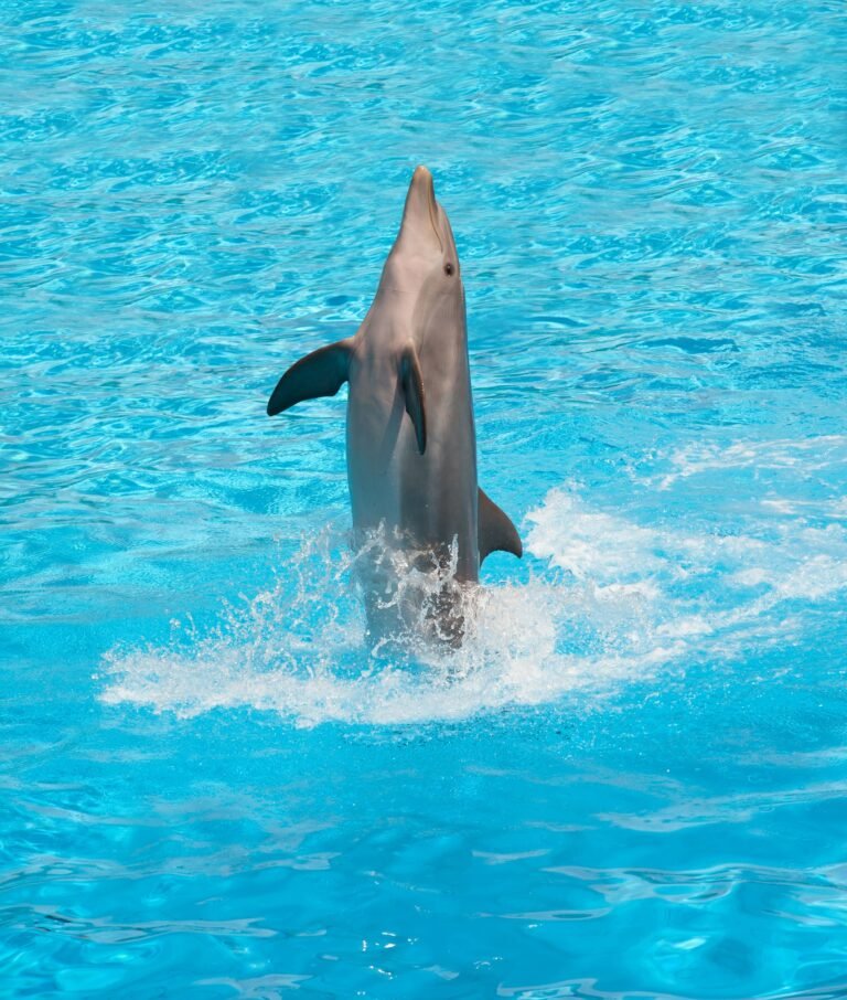 Dolphin