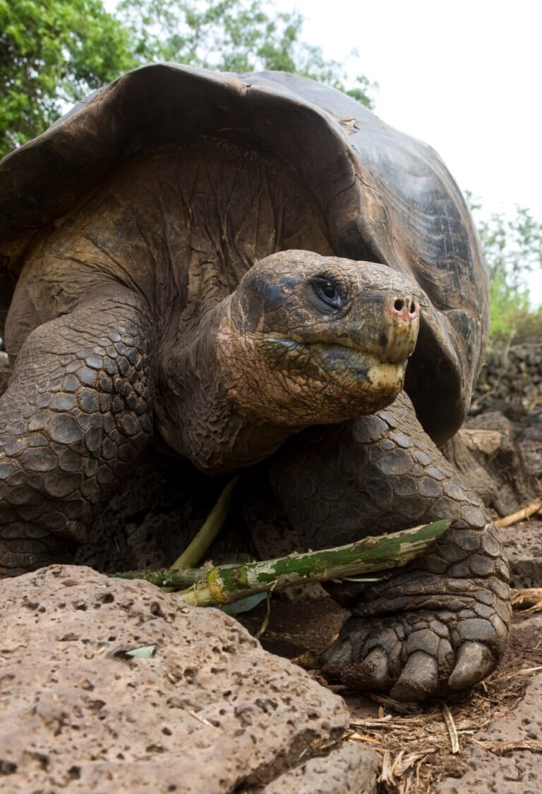Giant Galapagos Tortoise
