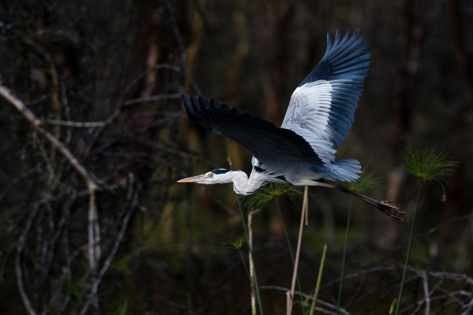 Grey heron (Ardea cinerea), Lake Naivasha, Kenya, Africa