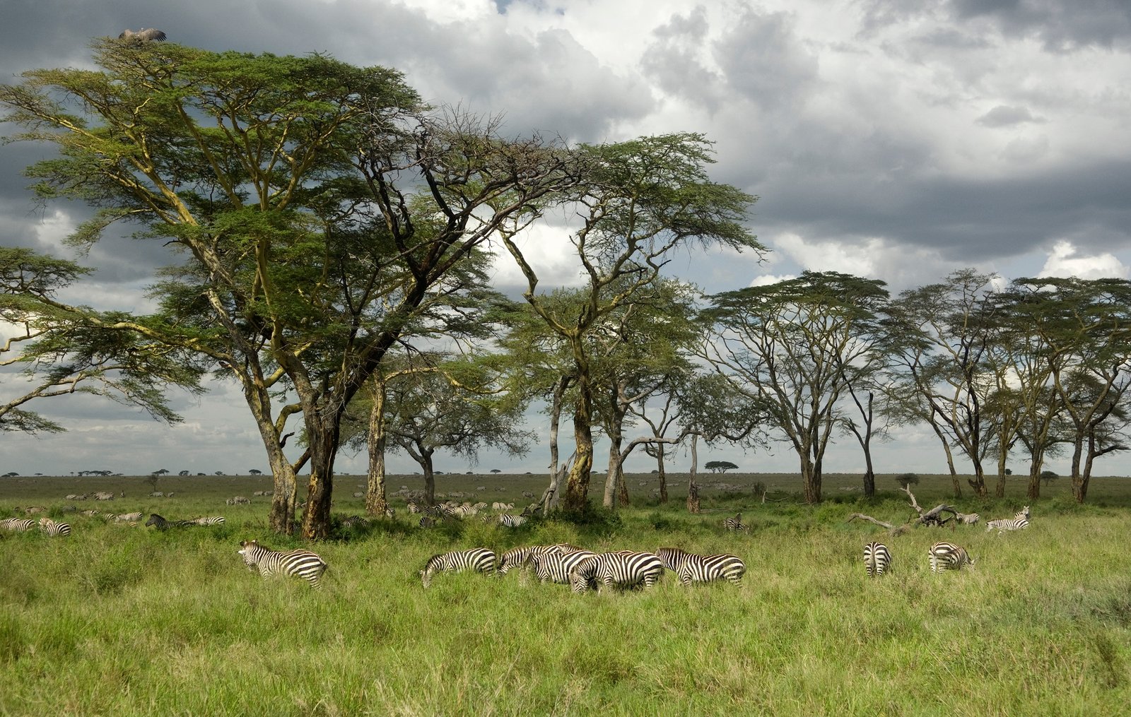 Herd of zebra in the serengeti plain