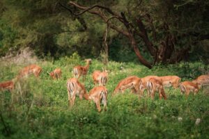 Impalas grazing peacefully in manyara national park, tanzania