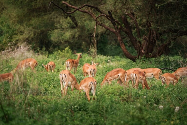 Impalas grazing peacefully in manyara national park, tanzania