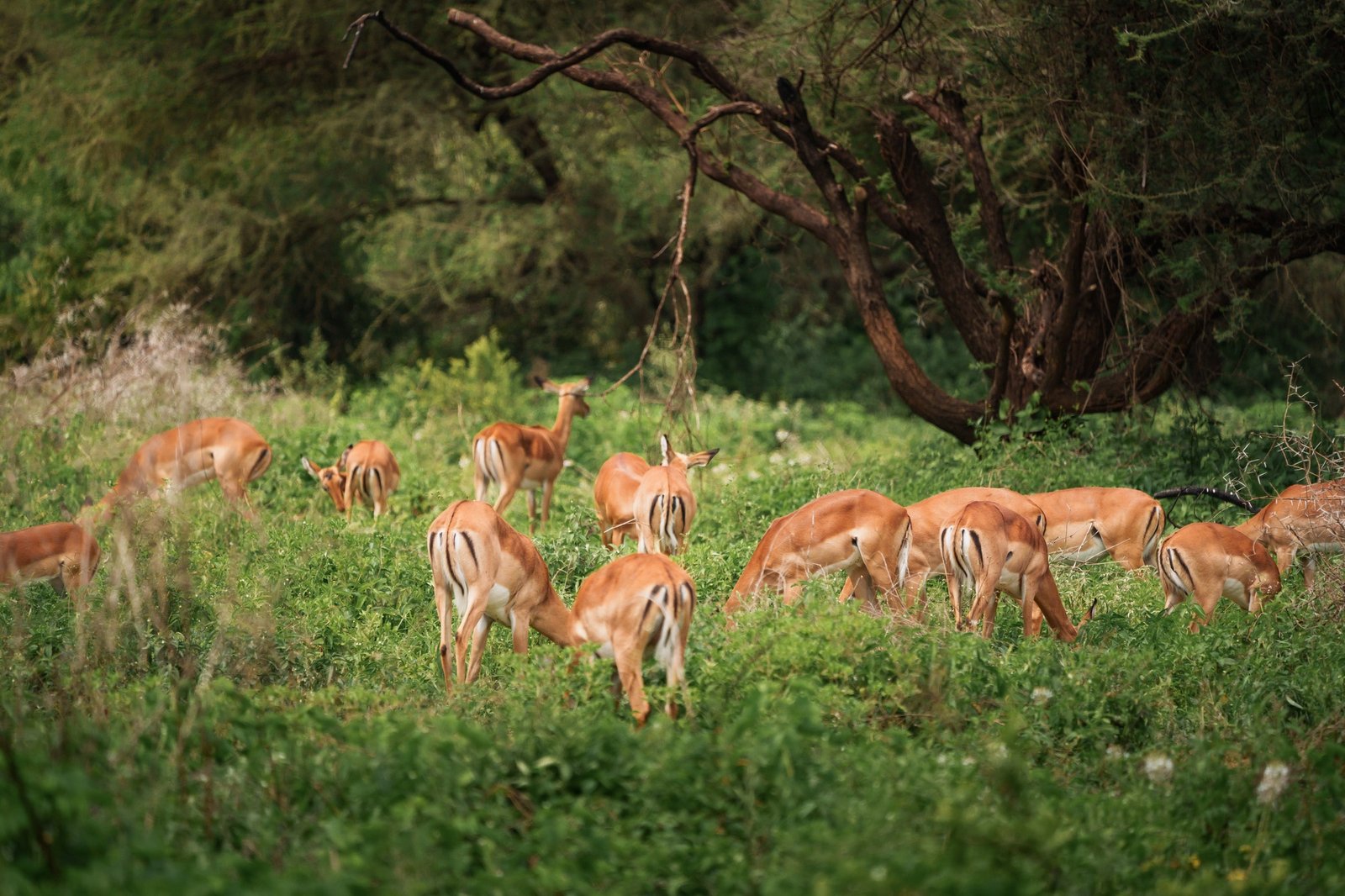 Impalas grazing peacefully in manyara national park, tanzania